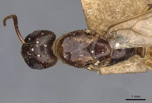 Camponotus moelleri specimen CASENT0910663 image casent0910663_1