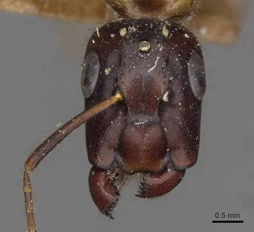 Camponotus moelleri specimen CASENT0910663 image casent0910663_2