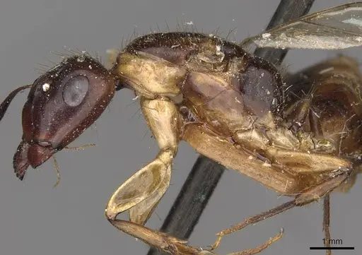 Camponotus moelleri specimen CASENT0910663 image casent0910663_3