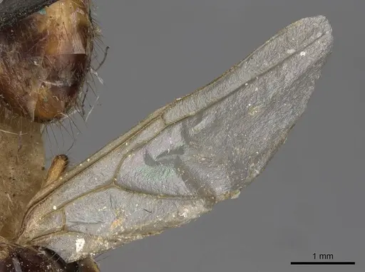 Camponotus moelleri specimen CASENT0910663 image casent0910663_4