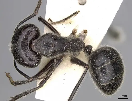 Camponotus molossus specimen CASENT0906938 image casent0906938_1