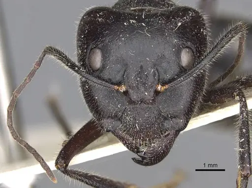 Camponotus molossus specimen CASENT0906938 image casent0906938_2