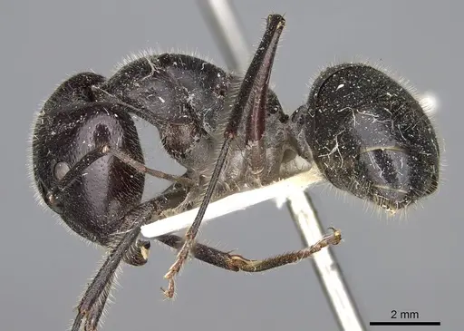 Camponotus molossus specimen CASENT0906938 image casent0906938_3