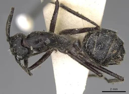 Camponotus molossus specimen CASENT0906939 image casent0906939_1