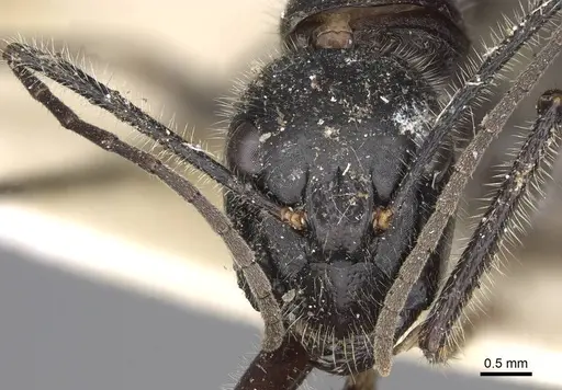 Camponotus molossus specimen CASENT0906939 image casent0906939_2