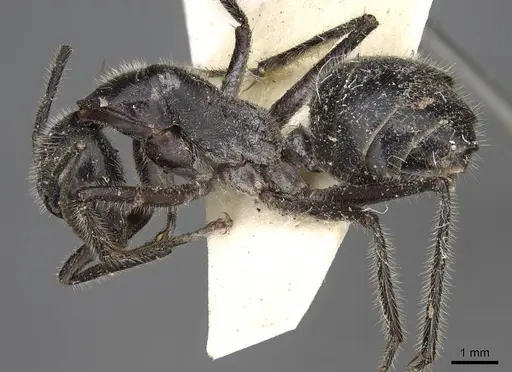 Camponotus molossus specimen CASENT0906939 image casent0906939_3