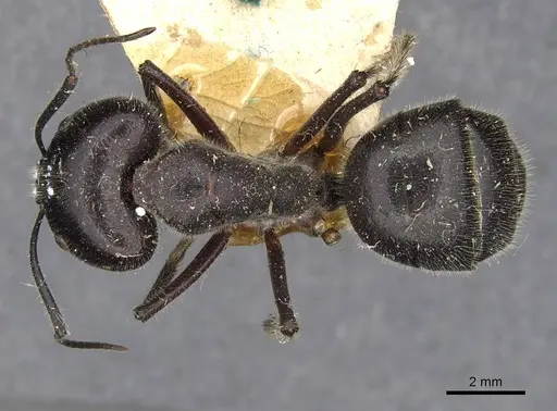 Camponotus molossus specimen CASENT0910410 image casent0910410_1