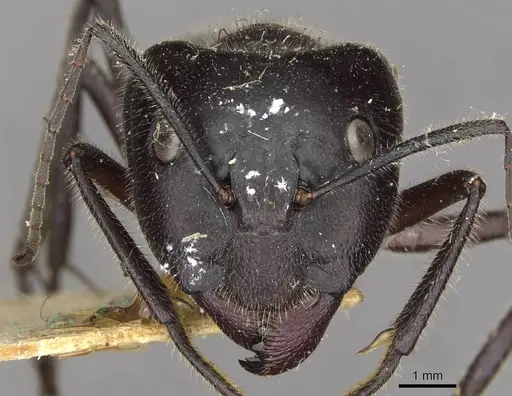 Camponotus molossus specimen CASENT0910410 image casent0910410_2