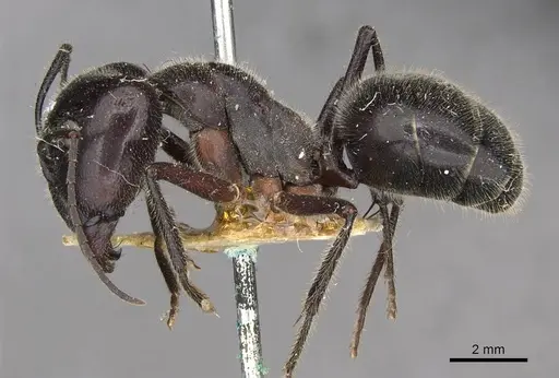 Camponotus molossus specimen CASENT0910410 image casent0910410_3