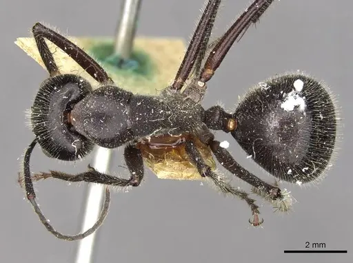 Camponotus molossus specimen CASENT0910411 image casent0910411_1