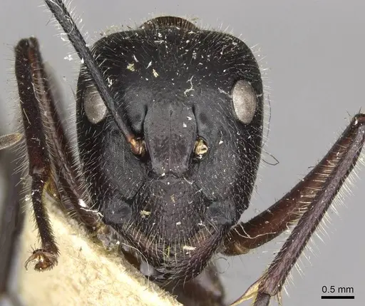 Camponotus molossus specimen CASENT0910411 image casent0910411_2