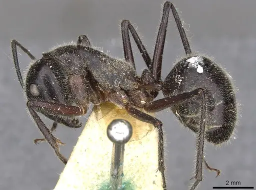 Camponotus molossus specimen CASENT0910411 image casent0910411_3