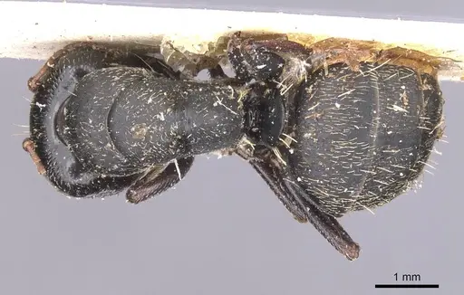 Camponotus monardi specimen CASENT0911840 image casent0911840_1