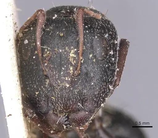Camponotus monardi specimen CASENT0911840 image casent0911840_2