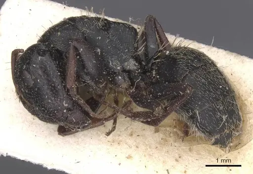 Camponotus monardi specimen CASENT0911840 image casent0911840_3