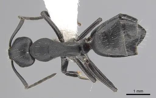 Camponotus morosus specimen CASENT0249339 image casent0249339_1