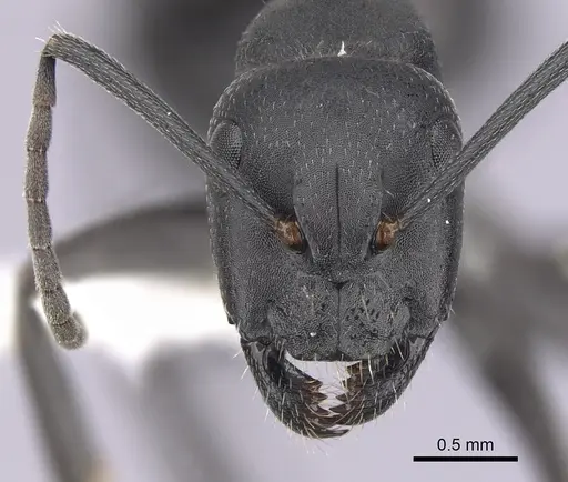 Camponotus morosus specimen CASENT0249339 image casent0249339_2