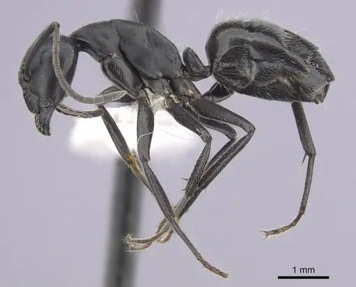 Camponotus morosus specimen CASENT0249339 image casent0249339_3