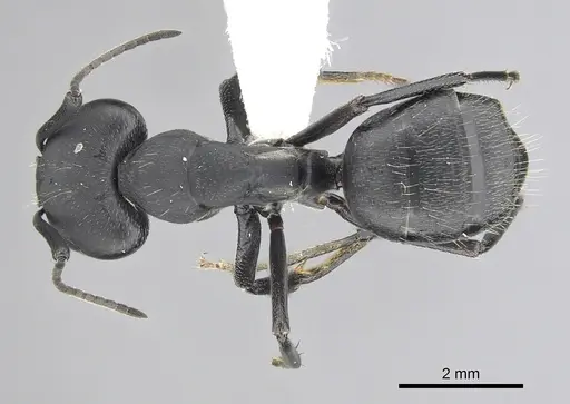 Camponotus morosus specimen CASENT0249340 image casent0249340_1