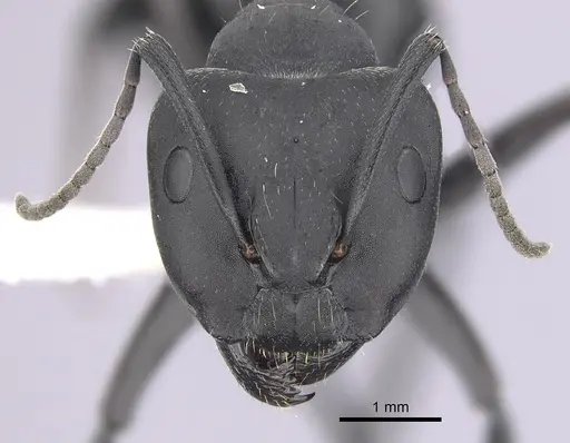 Camponotus morosus specimen CASENT0249340 image casent0249340_2