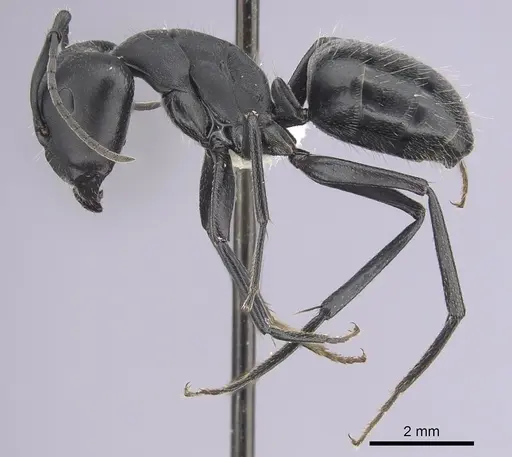 Camponotus morosus specimen CASENT0249340 image casent0249340_3