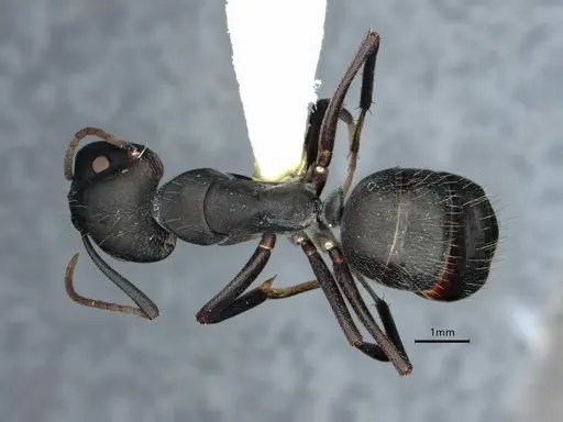 Camponotus morosus specimen CASENT0886719 image casent0886719_1