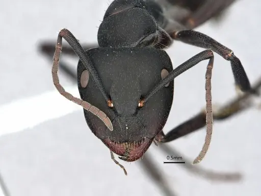 Camponotus morosus specimen CASENT0886719 image casent0886719_2