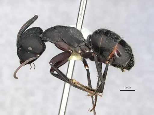Camponotus morosus specimen CASENT0886719 image casent0886719_3