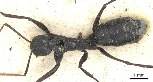 Camponotus morosus specimen CASENT0903651 image casent0903651_1
