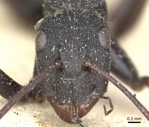 Camponotus morosus specimen CASENT0903651 image casent0903651_2