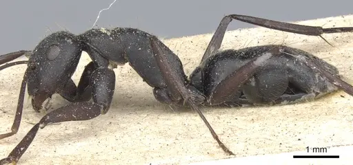 Camponotus morosus specimen CASENT0903651 image casent0903651_3