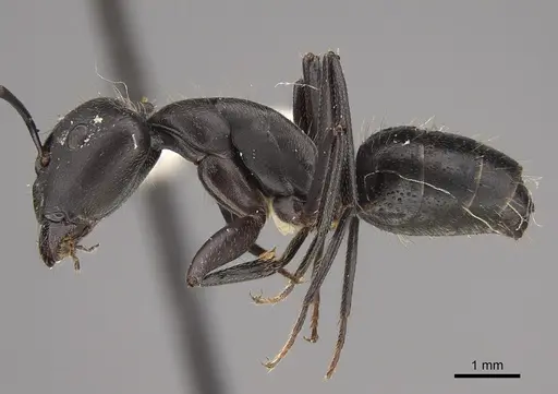 Camponotus morosus specimen CASENT0923540 image casent0923540_1