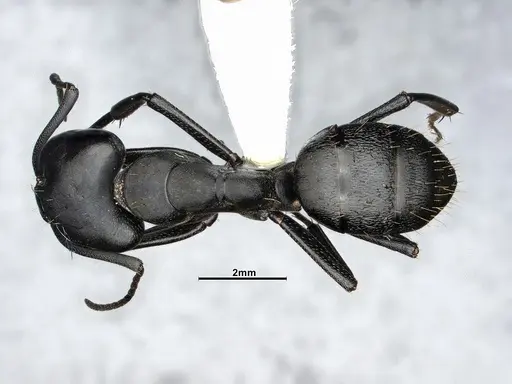 Camponotus morosus specimen CASENT4032231 image casent4032231_1