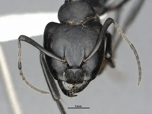 Camponotus morosus specimen CASENT4032231 image casent4032231_2