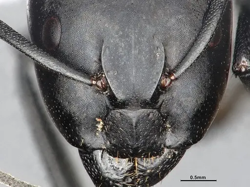 Camponotus morosus specimen CASENT4032231 image casent4032231_3