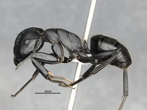 Camponotus morosus specimen CASENT4032231 image casent4032231_4