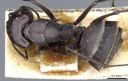 Camponotus mozabensis specimen CASENT0905361 image casent0905361_1