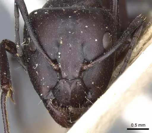 Camponotus mozabensis specimen CASENT0905361 image casent0905361_2