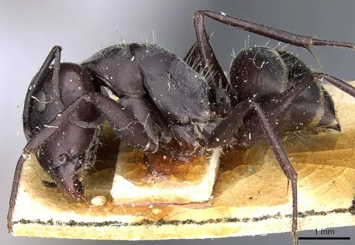 Camponotus mozabensis specimen CASENT0905361 image casent0905361_3