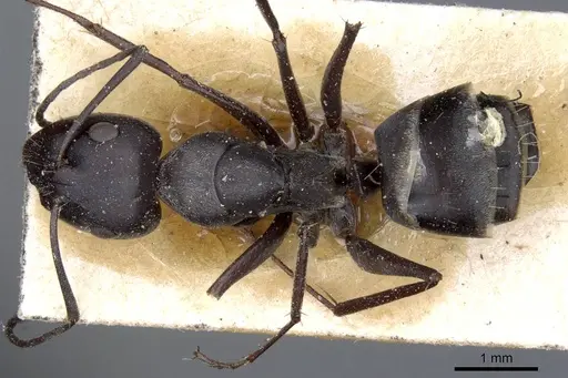 Camponotus mozabensis specimen CASENT0905362 image casent0905362_1