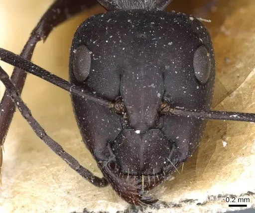 Camponotus mozabensis specimen CASENT0905362 image casent0905362_2