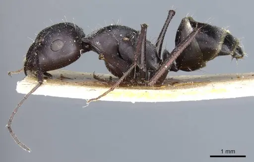 Camponotus mozabensis specimen CASENT0905362 image casent0905362_4
