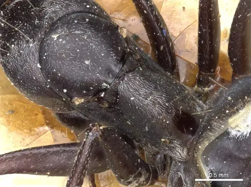 Camponotus mozabensis specimen CASENT0905362 image casent0905362_5