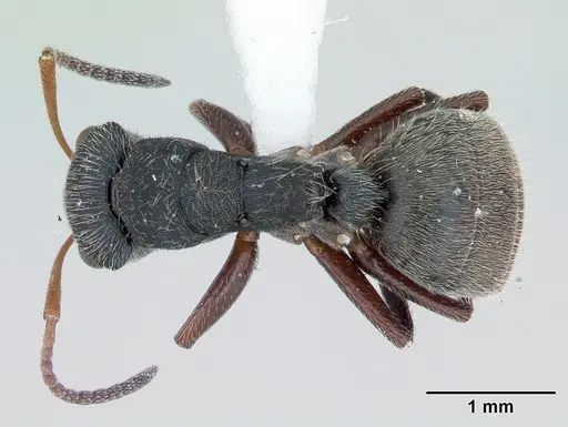 Camponotus mucronatus specimen CASENT0173560 image casent0173560_1