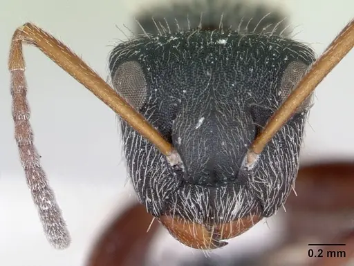 Camponotus mucronatus specimen CASENT0173560 image casent0173560_2