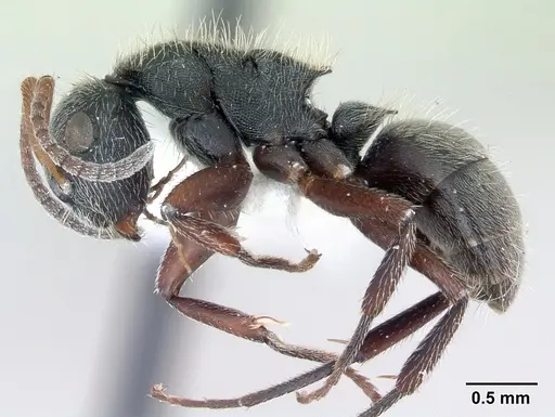 Camponotus mucronatus specimen CASENT0173560 image casent0173560_3