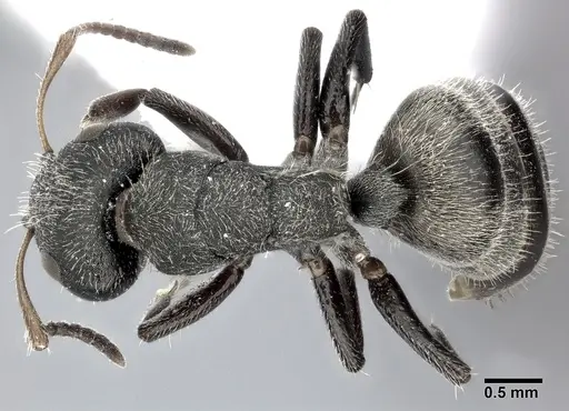 Camponotus mucronatus specimen CASENT0246659 image casent0246659_1