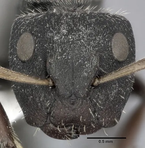 Camponotus mucronatus specimen CASENT0246659 image casent0246659_2