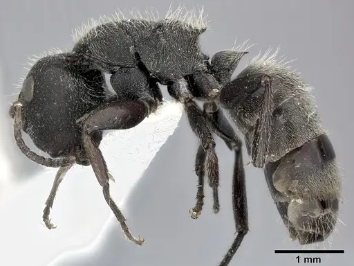 Camponotus mucronatus specimen CASENT0246659 image casent0246659_3
