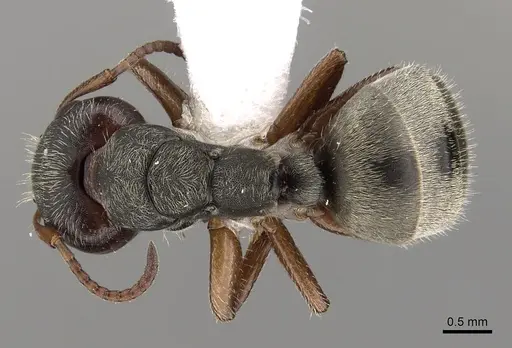 Camponotus mucronatus specimen CASENT0280144 image casent0280144_1